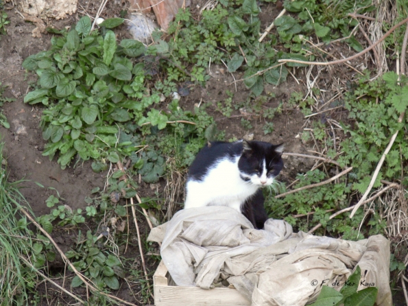 Veules les Roses (1)